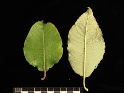 Salix caprea. Leaves showing upper surface (left) and lower surface.
 Image: D. Glenny © Landcare Research 2020 CC BY 4.0
